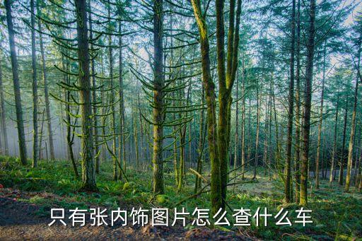 只有张内饰图片怎么查什么车