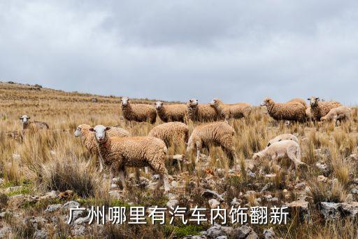 广州哪里有汽车内饰翻新