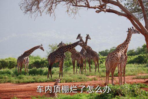 车内顶棚烂了怎么办